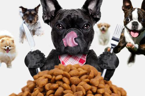 寵物用品銷售收入同比增長了20.7% 寵物用品銷售收入同比增長了20.7%